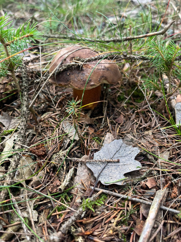 PRONÁJEM CHALUPY S BAZÉNEM A SAUNOU