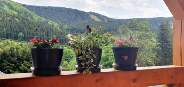 CHALUPA S INFRASAUNOU U LYŽAŘSKÉHO AREÁLU KOUTY NAD DESNOU