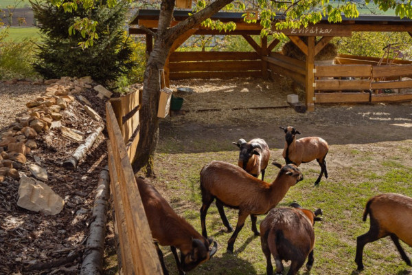 DĚTSKÝ SEN NA CHALUPĚ U LESA