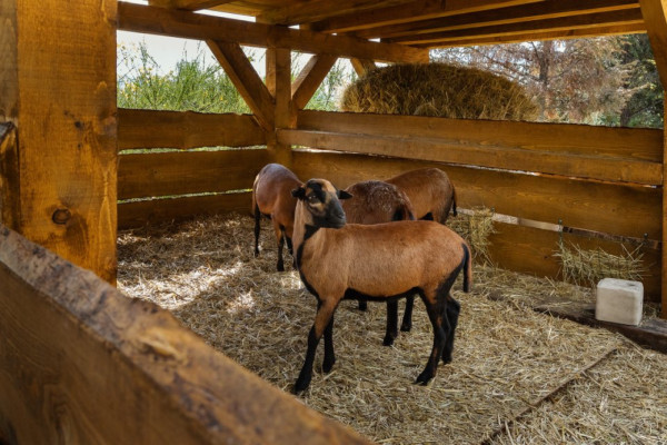 DĚTSKÝ SEN NA CHALUPĚ U LESA