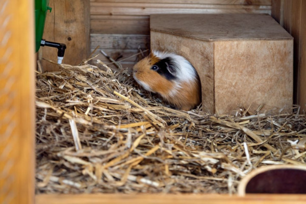 DĚTSKÝ SEN NA CHALUPĚ U LESA