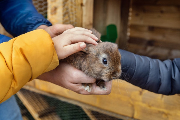 DĚTSKÝ SEN NA CHALUPĚ U LESA