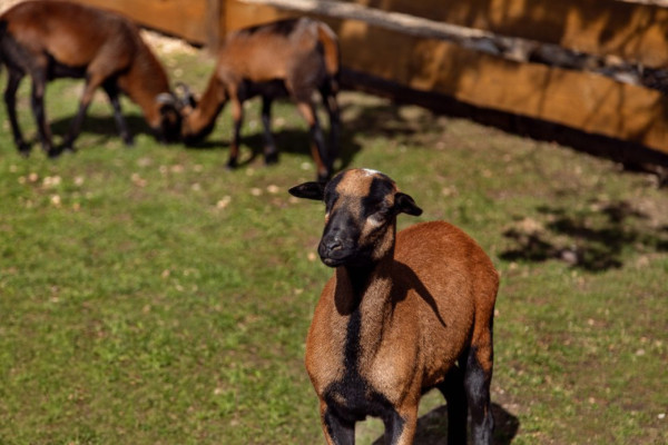 DĚTSKÝ SEN NA CHALUPĚ U LESA
