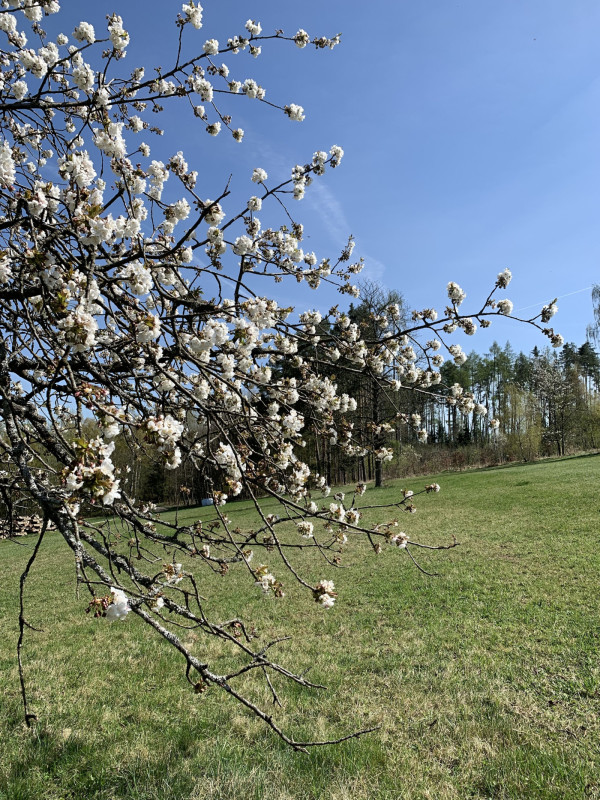 LUXUSNÍ UBYTOVÁNÍ NA ŠUMAVĚ FRYMBURK U SUŠICE