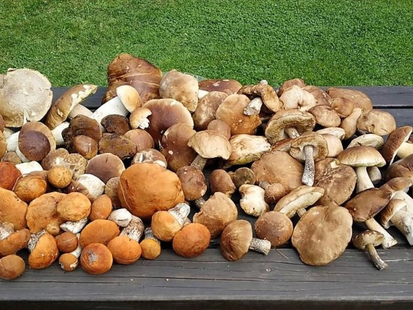 CHATA K PRONÁJMU V JESENÍKÁCH