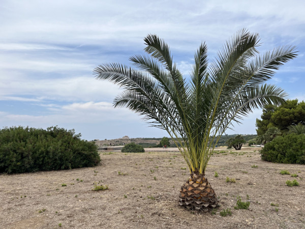 PRONÁJEM APARTMÁNU U MOŘE NA SICÍLII